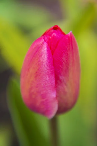 Kleurrijke tulpen in de tuin, prachtige tulpen, lente tulpen, tulpen roze. — Stockfoto
