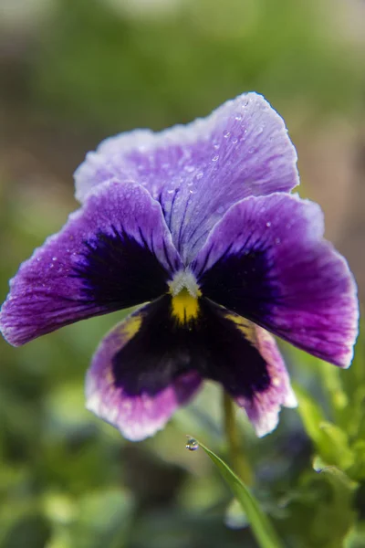 Fioletowe bratki kwiaty w ogrodzie w słoneczny dzień, bratek viola flower. — Zdjęcie stockowe