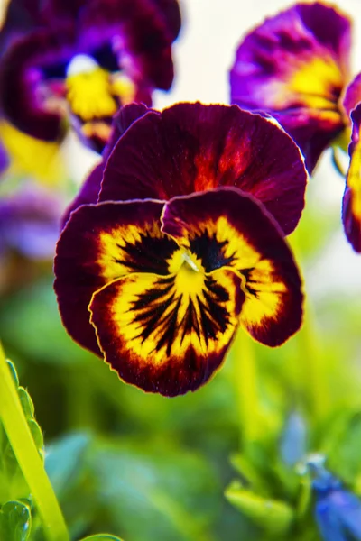 Lila Stiefmütterchen blühen am sonnigen Tag im Garten, Stiefmütterchen-Viola blüht. — Stockfoto