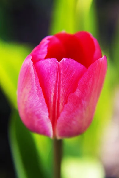 Kleurrijke tulpen in de tuin, prachtige tulpen, lente tulpen, tulpen roze. — Stockfoto