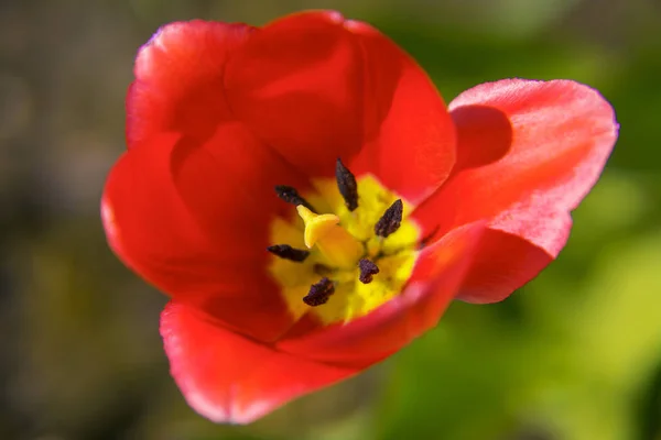 Papoilas. Flores de papoilas vermelhas. Papoulas no jardim. Pipocas primavera e verão flor, dia de verão . — Fotografia de Stock