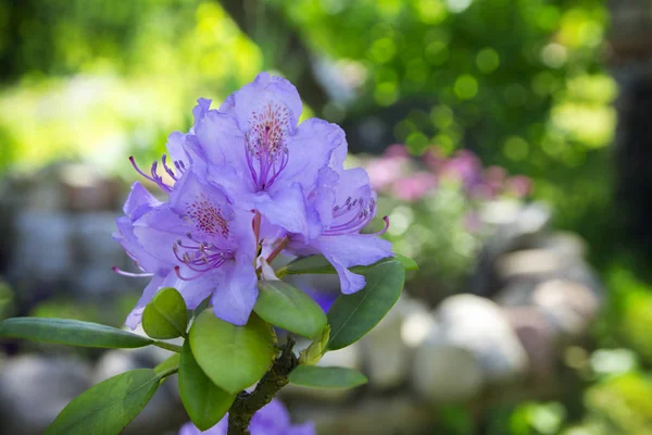 Beau rhododendron rose dans le jardin, fond naturel, journée d'été ensoleillée . — Photo