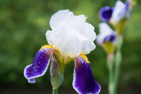 Fleur d'iris violet dans le jardin, belle fleur d'iries sur fond naturel vert . — Photo