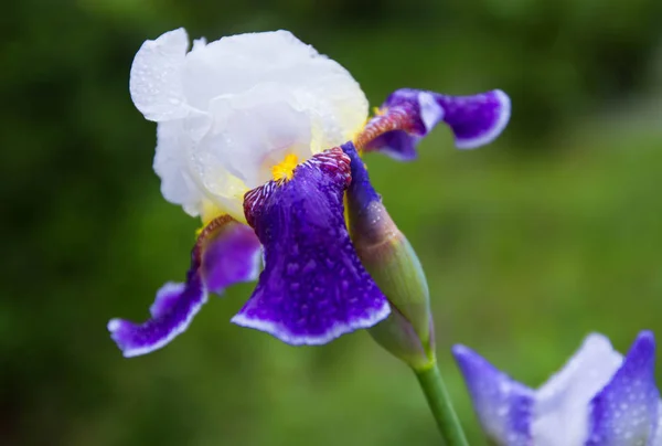 Фіолетова квітка ірису в саду, красива квітка з ягід на зеленому природному фоні . — стокове фото