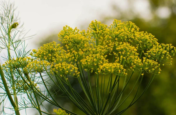Yellow flower of dill in the garden, yellow dill close up, summer day. — Stock Photo, Image
