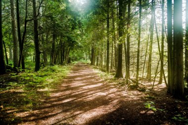 Güneş ışığı ormandan geçiyor. Door County, Wisconsin 'deki bir patikaya.