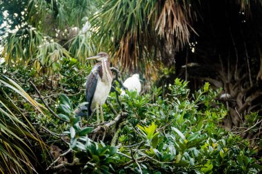 Üç renkli balıkçıl Florida 'da bir bataklıkta bir ağaca tünemişti.
