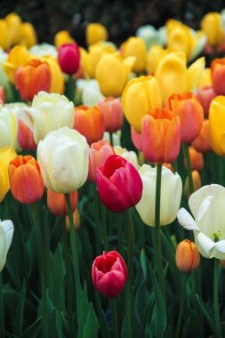 Beyaz, kırmızı, turuncu ve sarı laleler bir tarlada