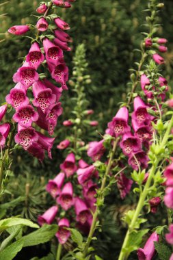A few foxglove flowers with selective focus clipart