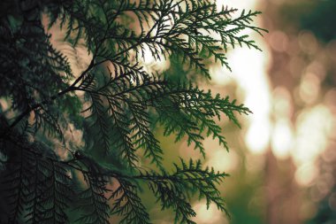 Bokeh arkaplana sahip sedir dallarının kapatılması