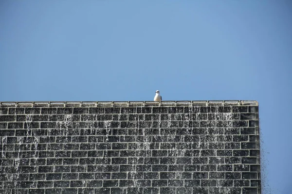 Seagull Perched Top Crown Fountain Millennium Park Chicago Illinois — Stock Photo, Image