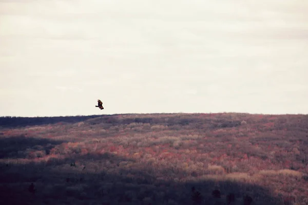 Buitre Pavo Volando Sobre Bosque Día Otoño —  Fotos de Stock