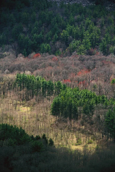 Vista Aérea Uma Floresta Outono — Fotografia de Stock