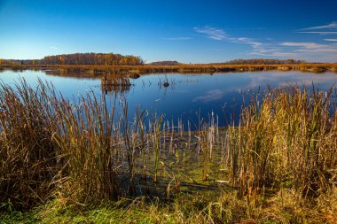 Horicon Marsh 'a bakın, Amerika' nın en büyük tatlı su kanat kuyruğu bataklığı. 