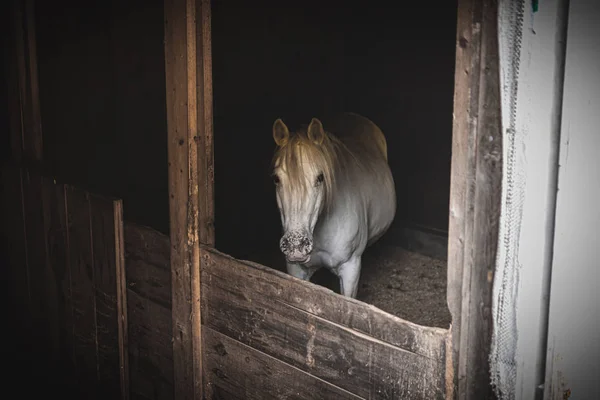 Adulto Cavalo Branco Olhando Para Câmera Seu Estábulo — Fotografia de Stock