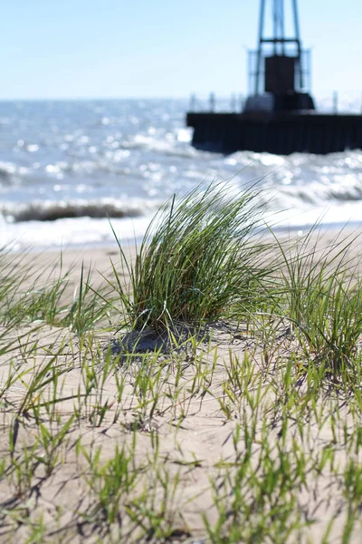 Маррамова Трава Росте Піску Пляжі Лойола Чикаго Штат Іллінойс Стовбур — стокове фото