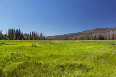 Rocky Dağı Ulusal Parkı 'ndaki bir vadide çayır, uzaktaki orman dağları.