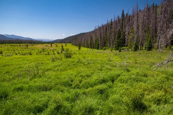 Meadow Valley Rocky Mountain National Park Forested Mountains Distance — Stock Photo, Image