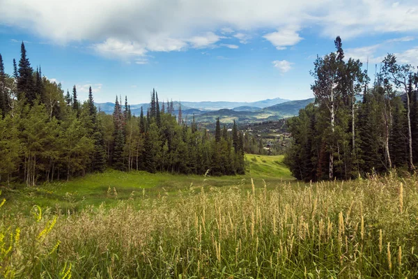 Yazın Steamboat Springs 'te Werner Dağı' nın yamaçlarında.