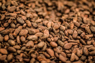 Seçici odak noktasında yüzlerce kakao çekirdeği yığını