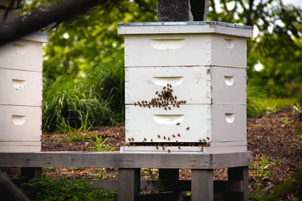 Медоносные Пчелы Ползают Вокруг Своего Улья Пасеке — стоковое фото