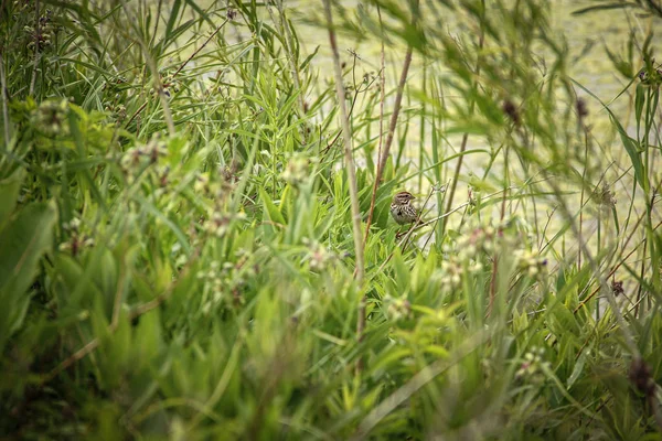 Sparrow Perched Tall Green Grasses Swaying Wind — 스톡 사진