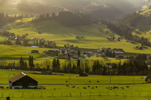 Pâturage Verdoyant Dans Les Alpes Suisses Bordé Arbres — Photo