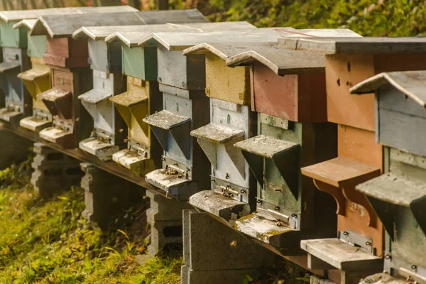Ряды Пчелиных Ульев Склоне Холма — стоковое фото