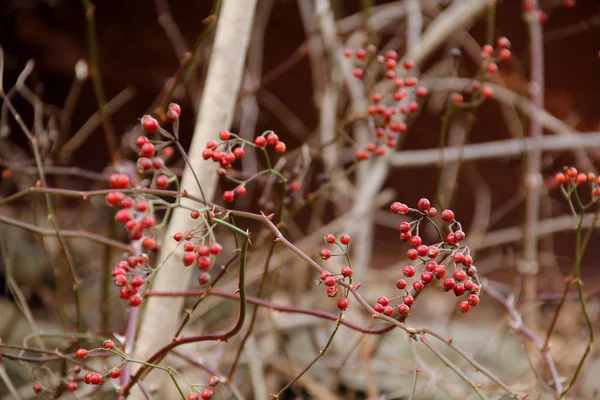 Winterberries Vermelhas Vinhas Emaranhadas Inverno — Fotografia de Stock