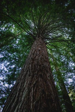 Yeni Zelanda 'da alacakaranlıkta bir sekoya ormanı.