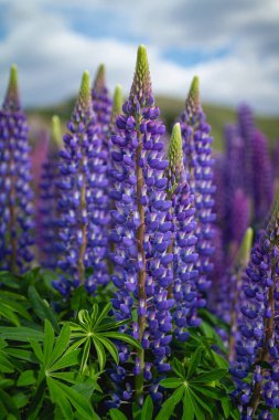 Yeni Zelanda 'da Tekapo Gölü kıyısında vahşi lupinler büyüyor.