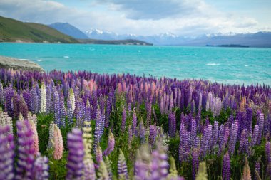 Yeni Zelanda 'da Tekapo Gölü kıyısında vahşi lupinler büyüyor.