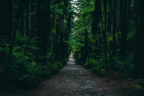 Una Foresta Sequoie Tramonto Nuova Zelanda — Foto Stock