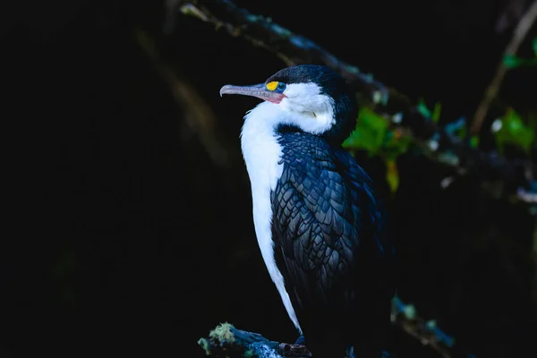 Pied Shag Ptak Rodziny Kormoranów Nowej Zelandii Zmierzchu — Zdjęcie stockowe