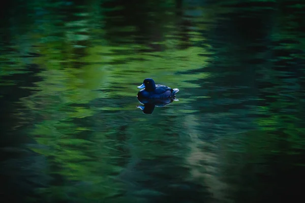 ニュージーランド原産のカモのプテケは夕暮れ時に池で泳いでいます — ストック写真