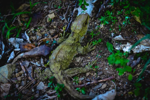 Tuatara Reptil Nocturno Nativo Nueva Zelanda Atardecer — Foto de Stock