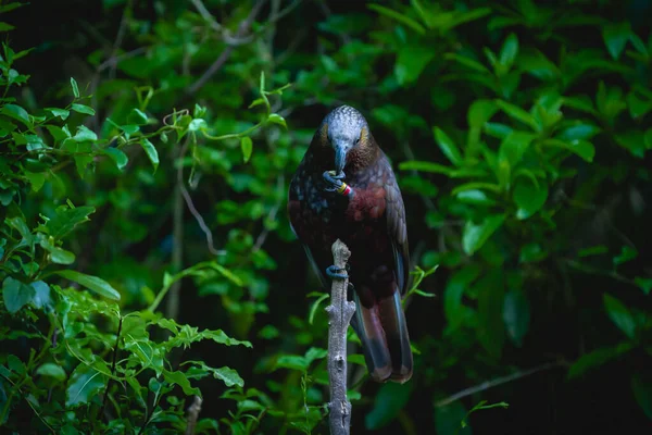 Kk, a bird from the parrot family native to New Zealand, eating at dusk