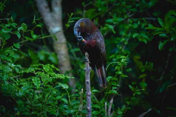 Kk, a bird from the parrot family native to New Zealand, eating at dusk