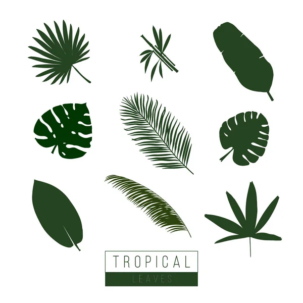 Vector tropical leaves isolate on white — Stock Vector