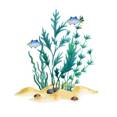 Suluboya el çizimi yeşil su yosunu yosunu. Deniz çevresi kozmetik süper gıda etiketleri yosun ambalajı laminaria spirulina sağlıklı organik yiyecekler beyaz arka plan