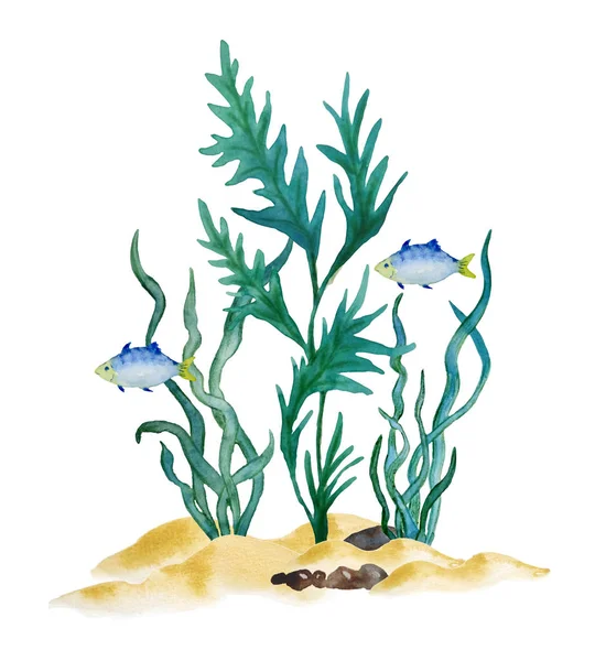 Aquarela desenhada à mão ilustração algas marinhas de água verde na areia. Ambiente marinho cosméticos super rótulos de alimentos design embalagem kelp laminaria spirulina saudável orgânica comer fundo branco — Fotografia de Stock