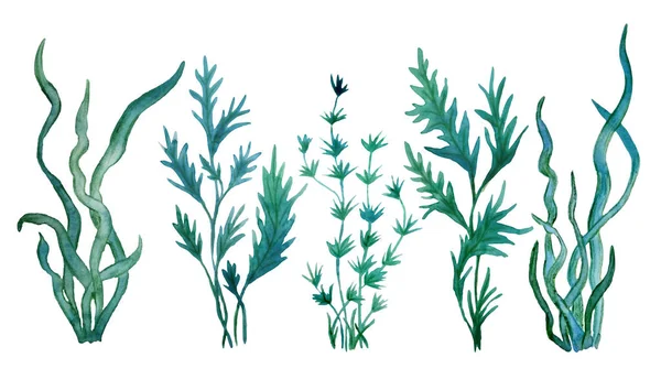Suluboya el çizimi yeşil mavi su yosunlarıyla çizilmiş. Deniz çevresi kozmetik süper gıda etiketleri yosun ambalajı laminaria spirulina sağlıklı organik yeme tasarımı
