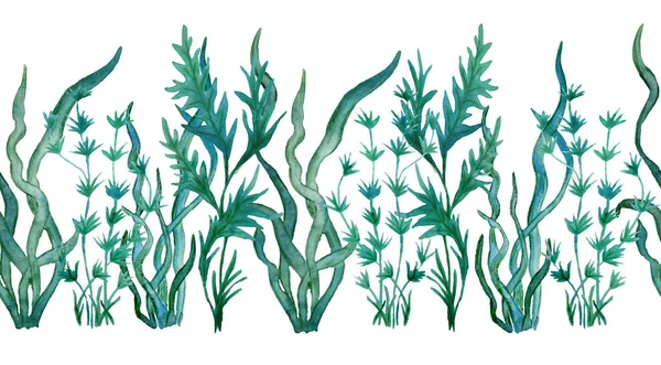 Akwarela ręcznie rysowane bezszwowe poziome granica zielony niebieski wodorosty algi morskie. Środowisko morskie kosmetyki super etykiety żywności design opakowania papier wodorosty laminaria spirulina zdrowe jedzenie ekologiczne — Zdjęcie stockowe