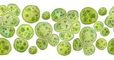 Unicellular green algae chlorella spirulina with large cells single-cells with lipid droplets. Watercolor seamless horizontal border macro microorganism bacteria for cosmetics biological biotech clipart