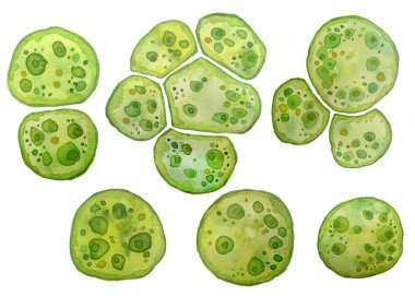 Tek hücreli yeşil alg klorella spirulina. Lipit damlacıkları olan tek hücreli büyük hücreler. Kozmetik biyolojik biyoteknoloji tasarımı için makro zoom mikroorganizma bakterisinin suluboya çizimi