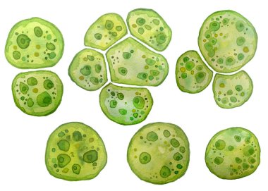 Unicellular green algae chlorella spirulina with large cells single-cells with lipid droplets. Watercolor illustration of macro zoom microorganism bacteria for cosmetics biological biotech design clipart