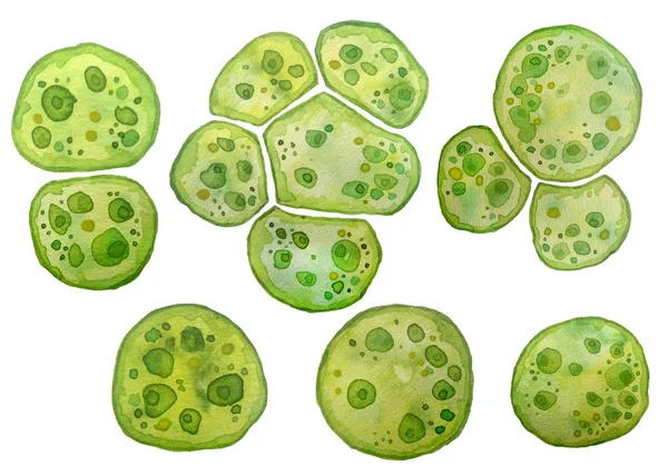 Tek hücreli yeşil alg klorella spirulina. Lipit damlacıkları olan tek hücreli büyük hücreler. Kozmetik biyolojik biyoteknoloji tasarımı için makro zoom mikroorganizma bakterisinin suluboya çizimi