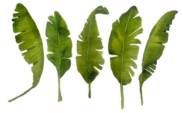 Akvarell uppsättning illustration av bananblad vegetation. Gröna blad blad frodiga tropiska exotiska blad deleicate elegant grönska isolerade element för komposition design naturliga organiska trendiga — Stockfoto