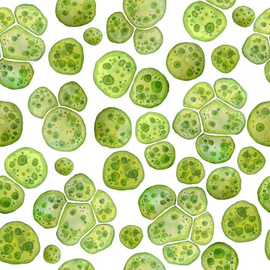 Unicellular green algae chlorella spirulina with large cells single-cells with lipid droplets. Watercolor seamless pattern macro microorganism bacteria for cosmetics biological biotech design, biofuel clipart