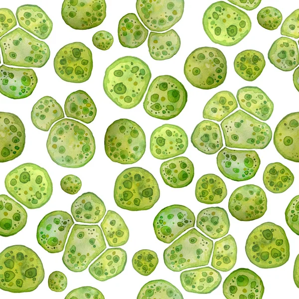Unicellular green algae chlorella spirulina with large cells single-cells with lipid droplets. Watercolor seamless pattern macro microorganism bacteria for cosmetics biological biotech design, biofuel — 스톡 사진